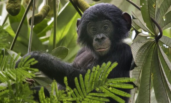 A Week Among The Wild Bonobos Of Congo