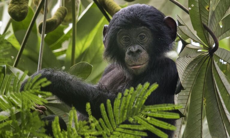 From The Bustling City Of Kinshasa To The Mangroves Of The Congo River: Essential Kongo-Central A young bonobo peers out from lush foliage, its dark fur contrasting with the vibrant greens and leafy backdrop of its jungle home.