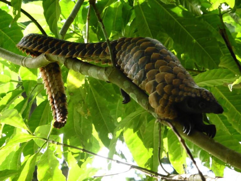 Exclusive River Voyage From Bangui To Kinshasa A pangolin, covered in scales, is seen hanging from a tree branch amidst lush green leaves.